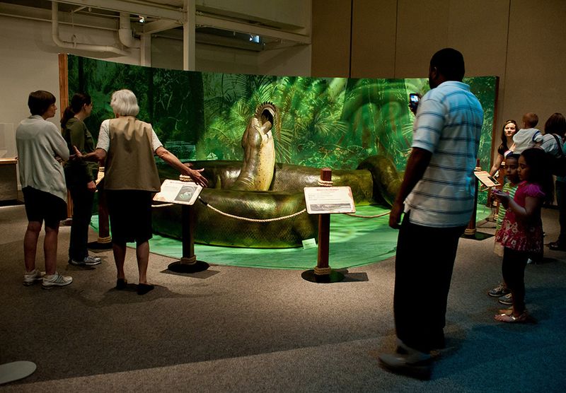 Why The Titanoboa's Size Is So Fascinating