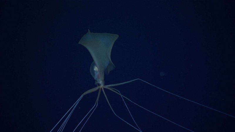 Living Fossil Mystery