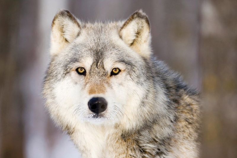 Wolves