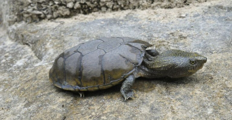 The Top U.S. States Struggling To Protect Endangered Reptiles