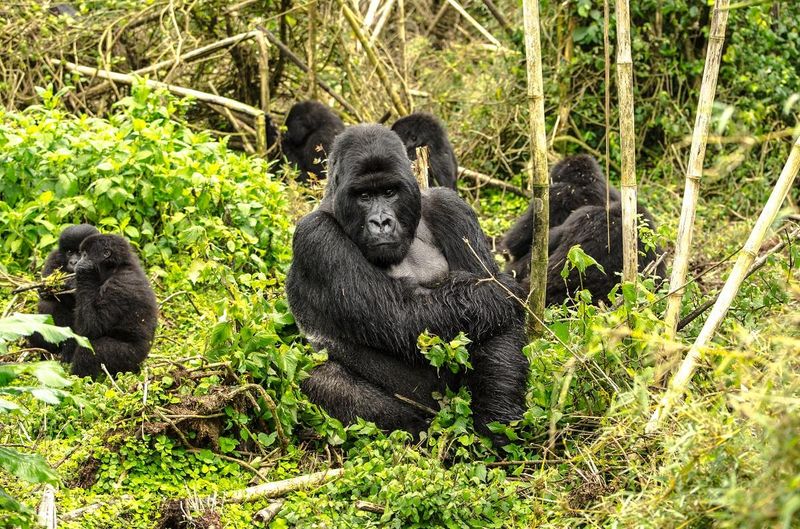 Unexpected Ecological Benefits