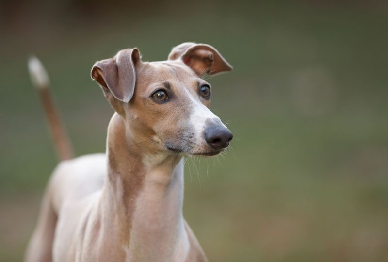 The Delicate Italian Greyhound