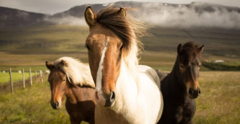 The Tragic Theories Explaining Horses’ Extinction In North America