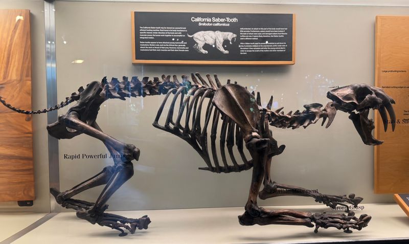 The Sabre-Toothed Tiger: Apex Predator Of Prehistoric Times