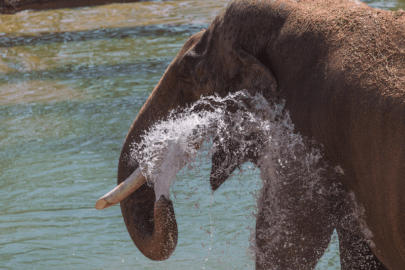 Trunk's Role In Temperature Regulation