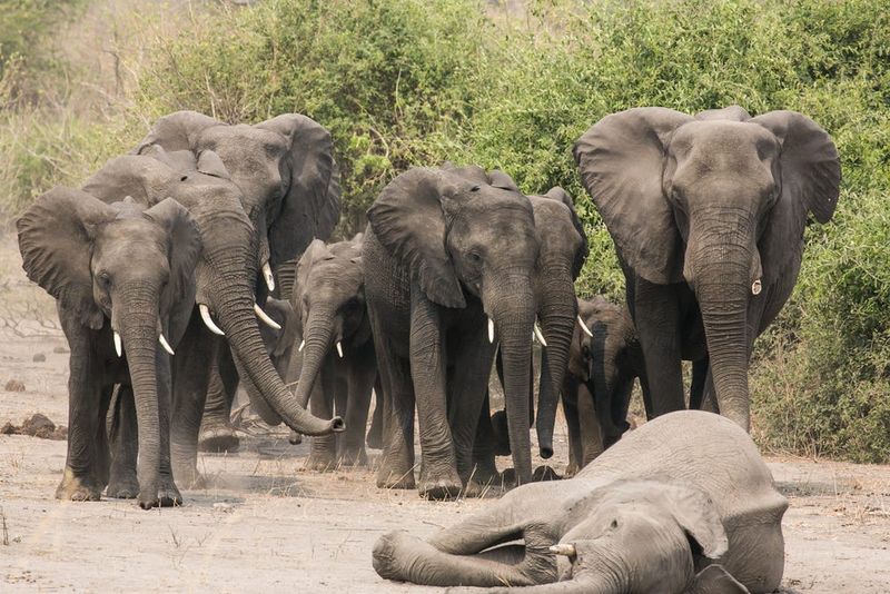 Elephants Hold Funeral Rituals