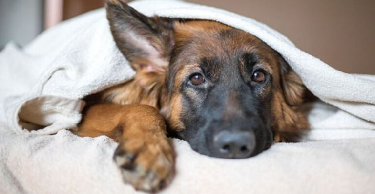 The Truth About Animal Grief And How They Express It