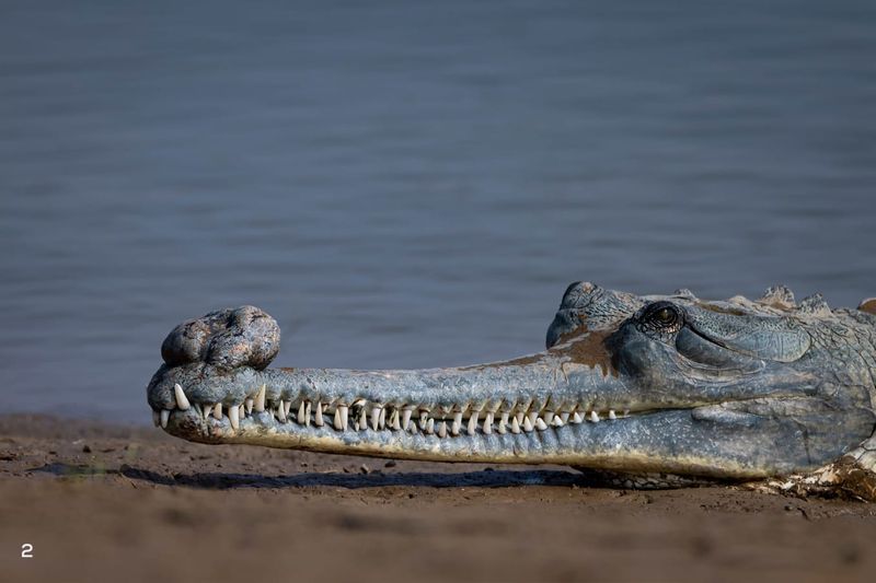 The Future Of The Gharial: Hope For This Ancient Reptile