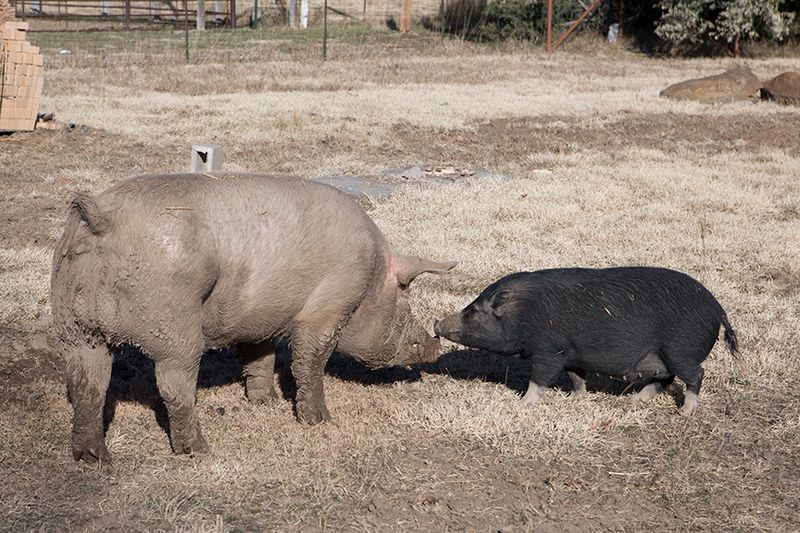 Miniature Pigs Vs. Standard Pigs: Size Comparisons You Need To Know