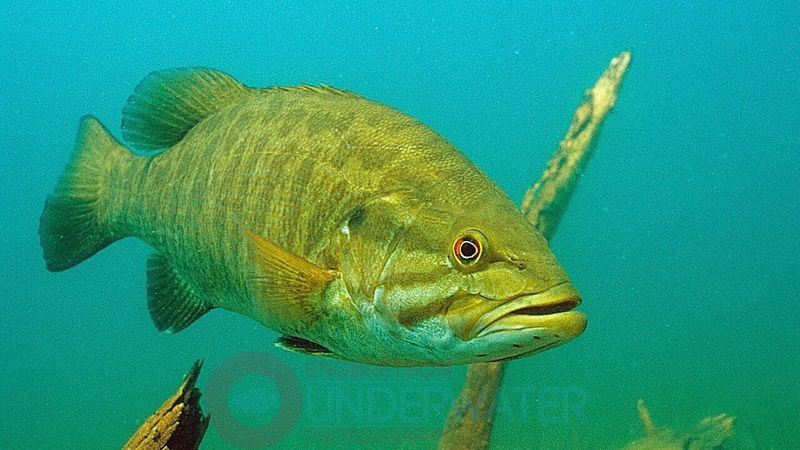 Know Your Bass Species