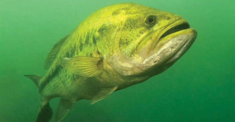 The Ultimate Beginner's Guide To Bass Fishing