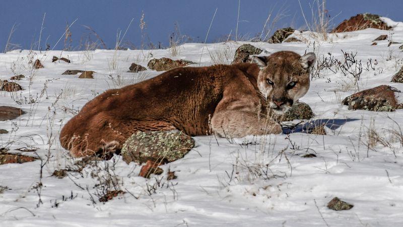 Yellowstone National Park's Secret Cougar Corridors