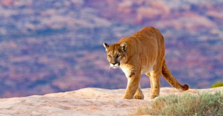 The Ultimate Guide To Safely Spotting Big Cats In The Wild Across America