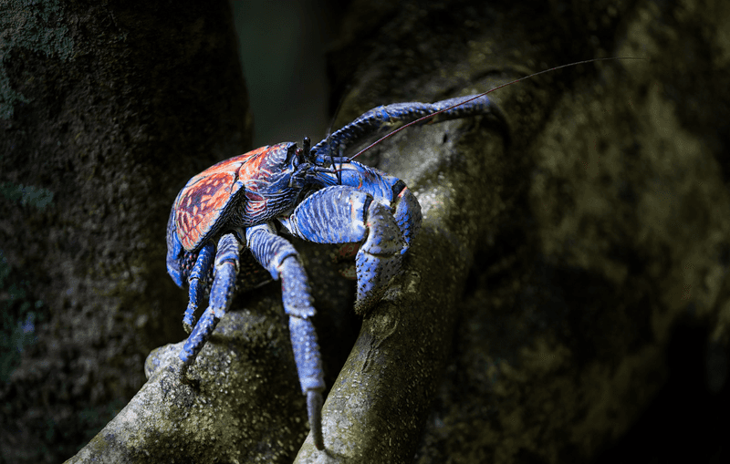 Evolutionary Marvel: 150 Years of Isolation