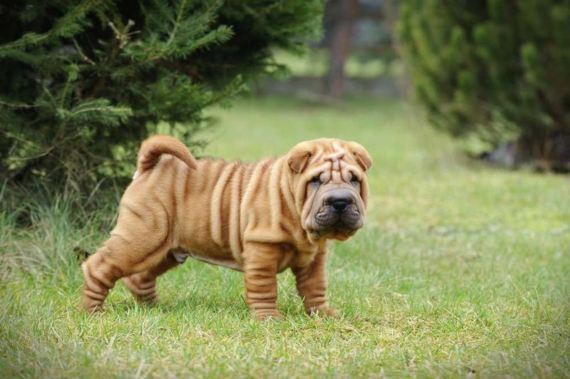 Wrinkled Wisdom Keepers: Chinese Shar-Peis