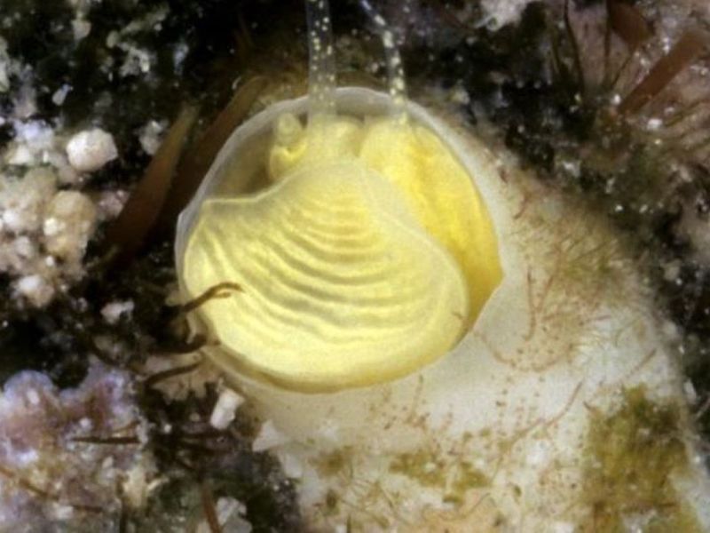 The Bright Yellow Hue Of The New Sea Snail