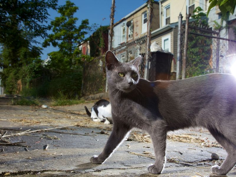 From Wildcat To House Cat