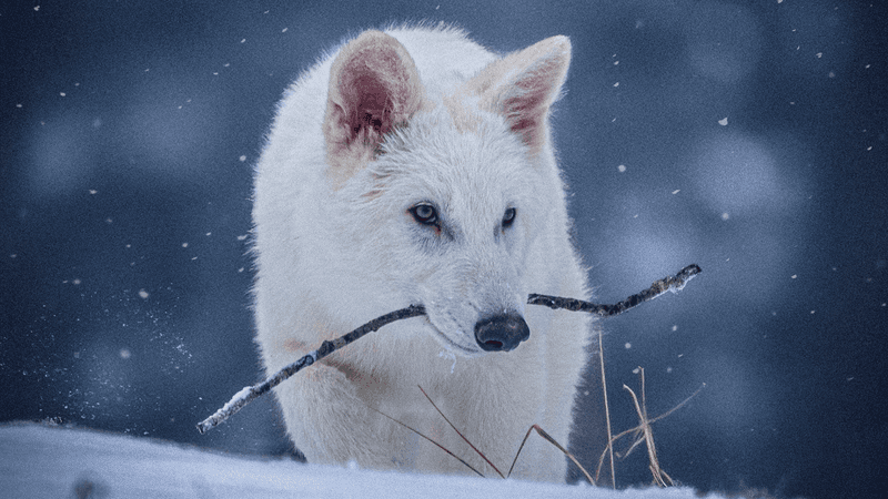 Dire Wolves' Adaptations To Cold Environments