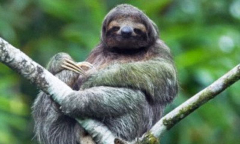 How Sloths' Slow Movements Benefit Moths And Algae