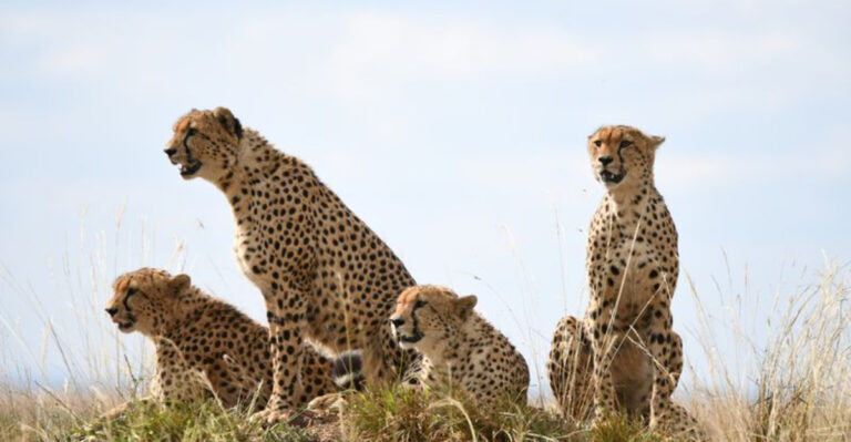 The Unique Social Structures Of Big Cat Species Around The World