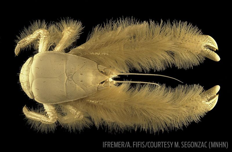 New Species Found In Remote Ocean Habitats