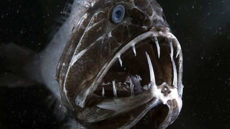 The Fangtooth