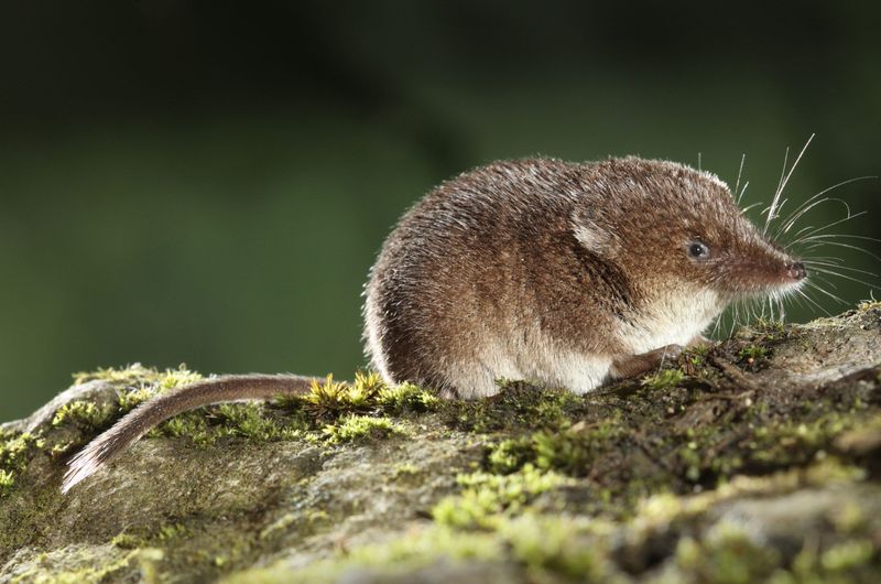 The Microscopic Mountain Hunter