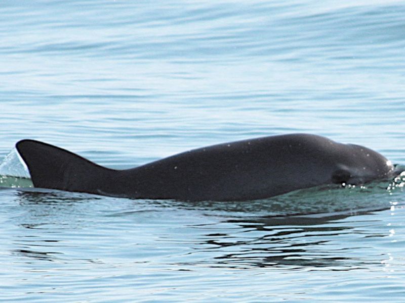 Why The Vaquita's Numbers Are So Low