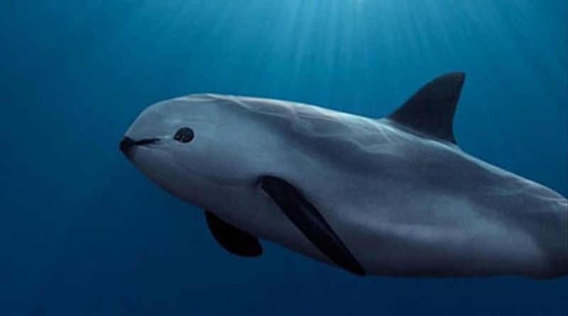 Fishing Practices Threatening The Vaquita