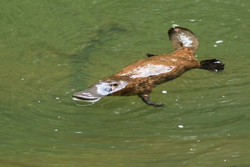 Platypus Behavior