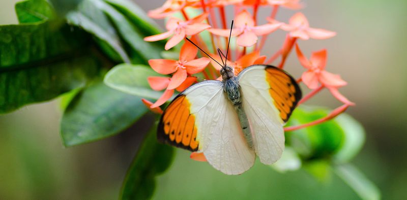 The Great Orange Tip Butterfly