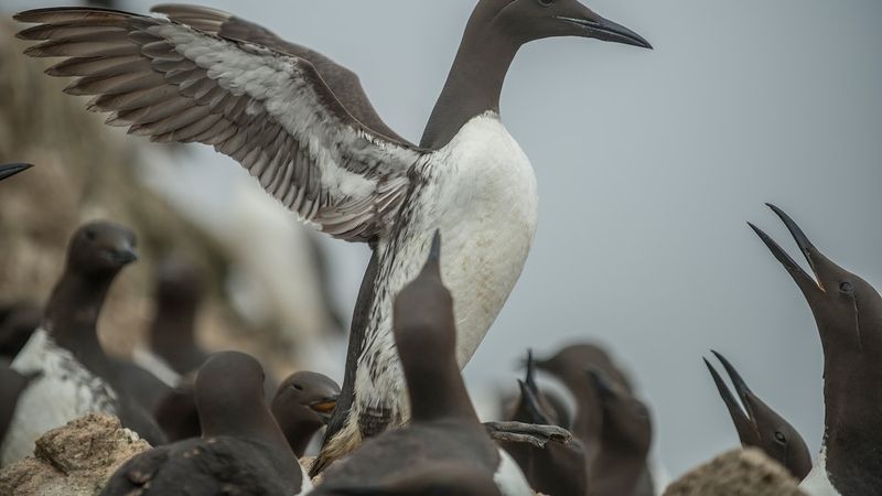 Birds Can't Evolve Fast Enough To Keep Pace