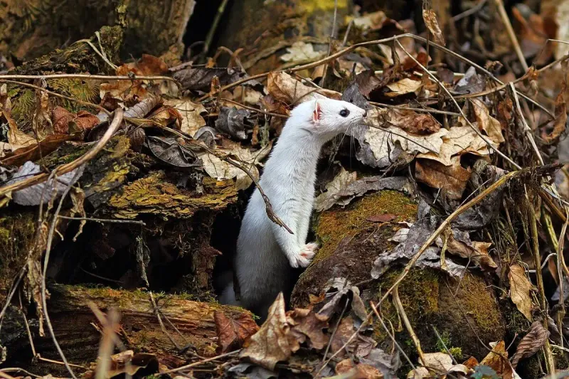 Ermine's Habitat And Range