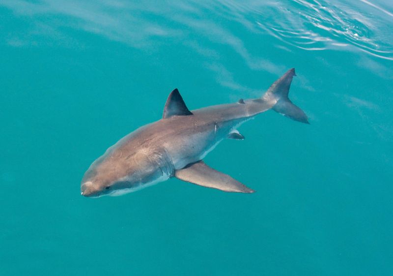 Tracking The Sharks