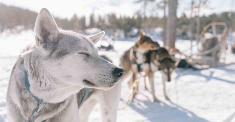 The Wild Side Of Finland: Why The Far North Draws Bold Travelers