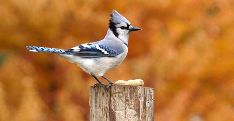 The Wisdom In Blue Jays: 14 Backyard Signs Our Grandparents Recognized