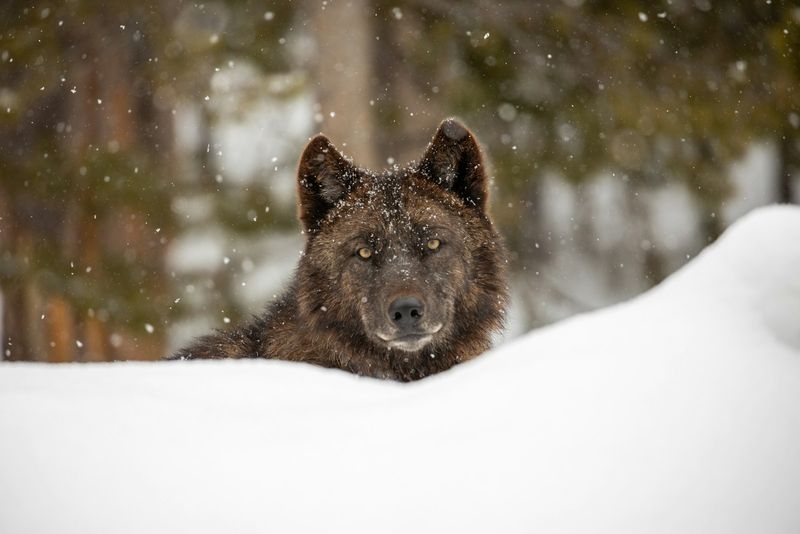 How Wolves Helped Balance Yellowstone's Ecosystem