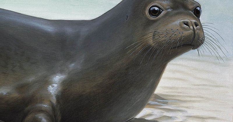 The Caribbean Monk Seal