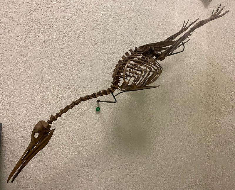 The Hesperornis: A Fossilized Link Between Birds And Marine Life