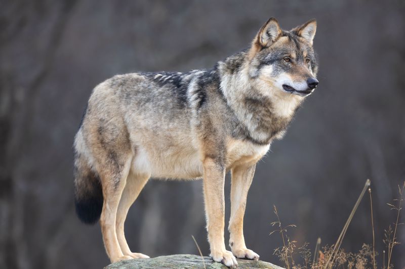 The World's Largest Wolf Found Only In The U.S. And Canada