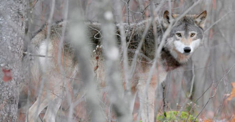 The World’s Largest Wolf Found Only In The U.S. And Canada (And The Smallest You Can Find In 10 States)