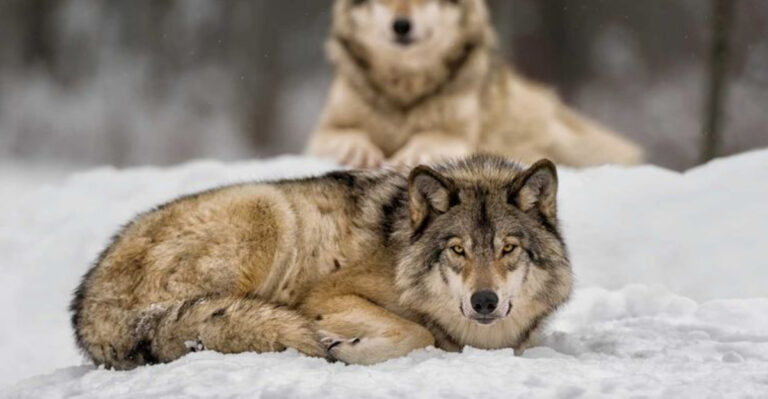 The World’s Largest Wolf Species Is Found Only In The U.S. And Canada