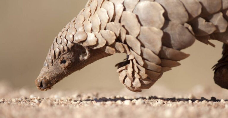 The World's Most Trafficked Mammal Is Teetering On The Brink Of Extinction