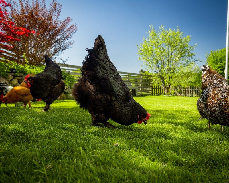 The Australorp