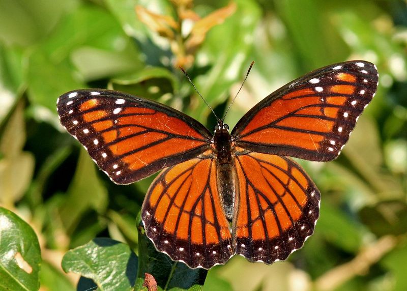 The Viceroy Butterfly