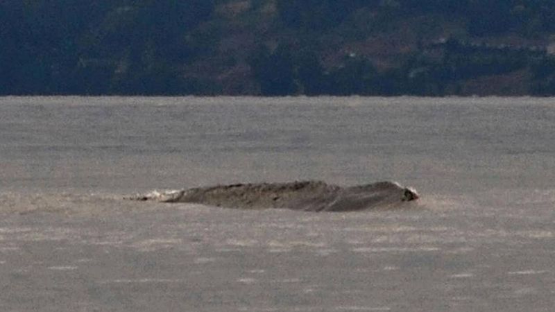 Ogopogo