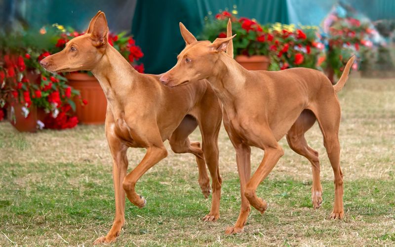 The Blushing Pharaoh Hound