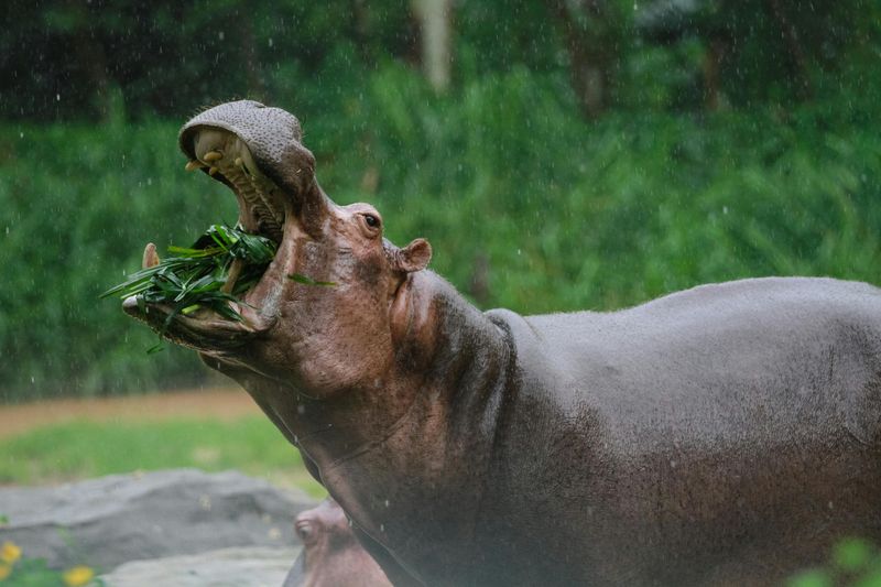 Feeding on Grass—A Hippo's Daily Routine