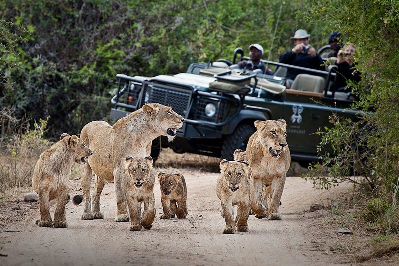 They're Central To Safari Tourism