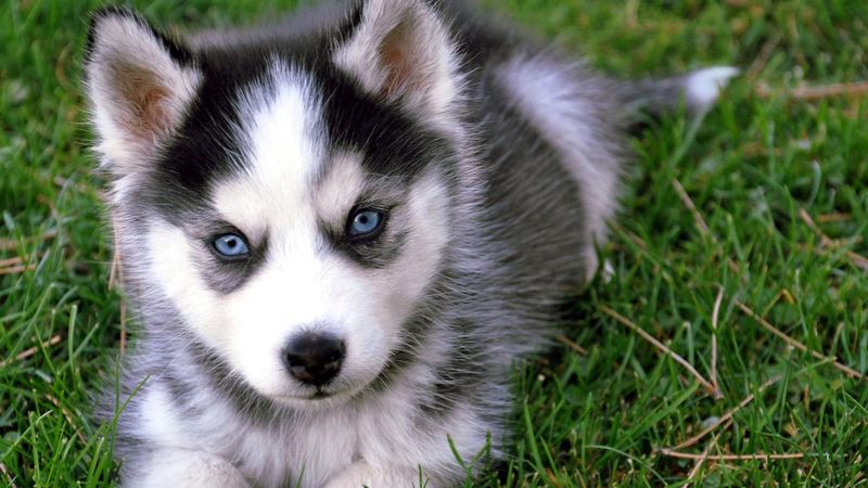They Shed Just as Much As Regular Huskies